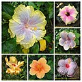 朱槿 Hibiscus rosa-sinensis cultivars -香港公園 Hong Kong Park- (33216291413).jpg