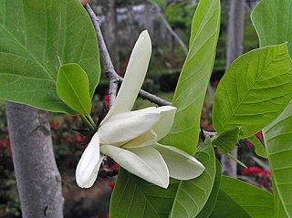 <i>Magnolia chapensis</i> Species of plant in the family Magnoliaceae