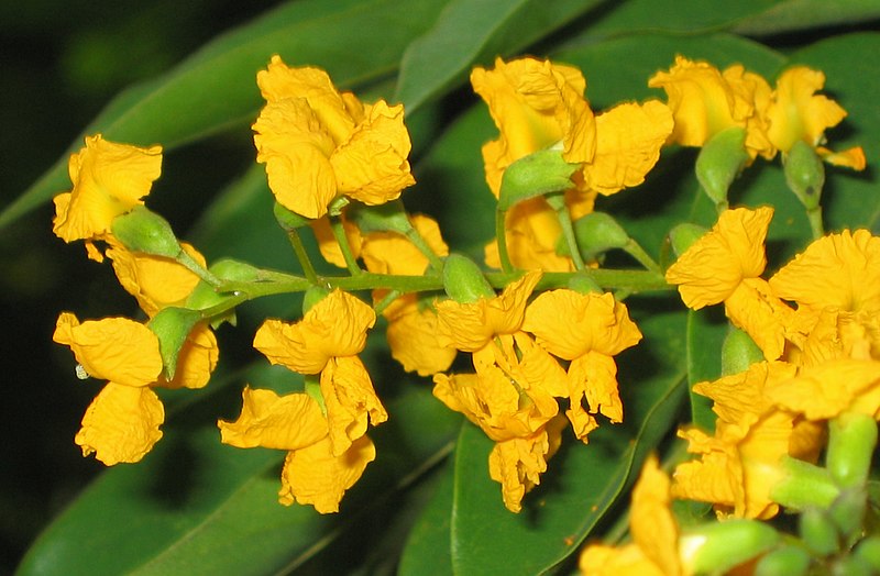 File:紫檀 Pterocarpus indicus -香港青衣公園 Tsing Yi Park, Hong Kong- (9213320317).jpg