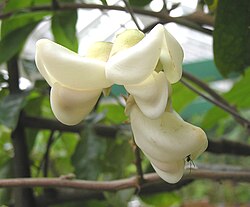 美麗崖豆藤(牛大力) Millettia speciosa -香港西貢獅子會自然教育中心 Saikung, Hong Kong- (9237444113).jpg