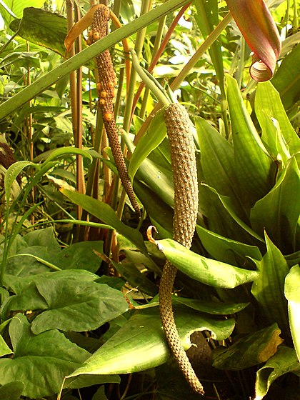 TÌNH YÊU CÂY CỎ ĐV.3 - Page 30 420px-00529_-_Anthurium_andicola