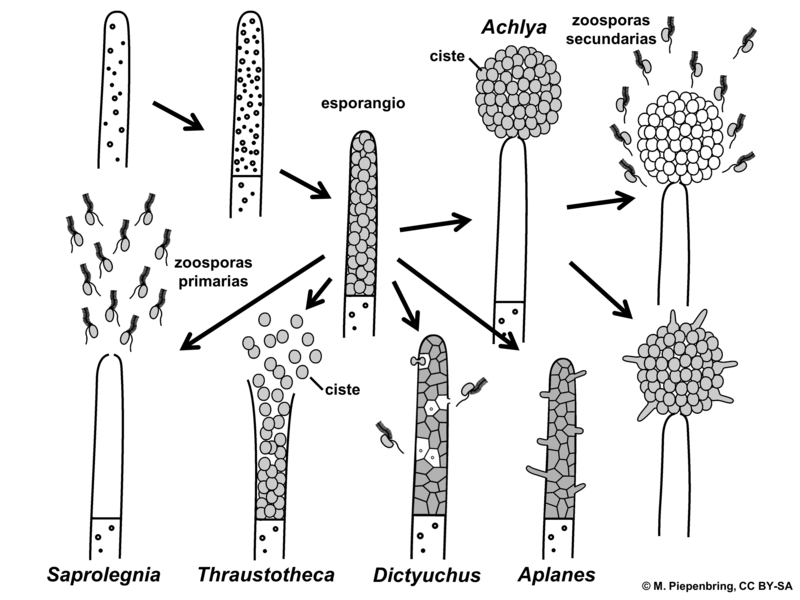 File:07 03 estructuras asexuales, Saprolegniales, Oomycota (M. Piepenbring).png