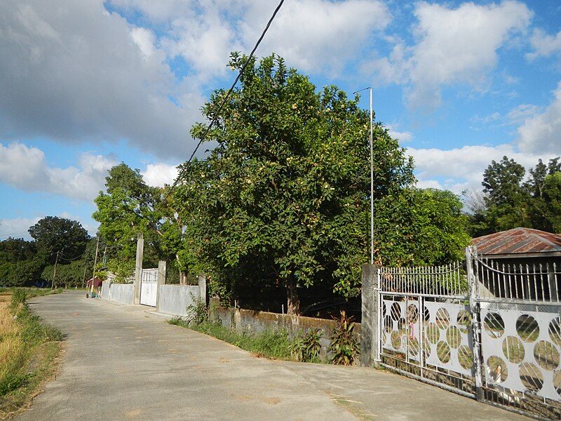 File:09564jfSan Rafael Bulacan Maasim River Diliman Paddy Vegetable Fields Roadsfvf 12.JPG