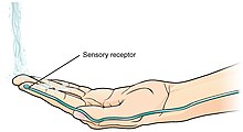 Thermoreceptors of the skin sense the temperature of water 1213 Sensory Input Test Water.jpg