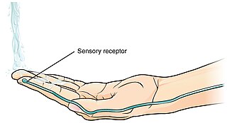 <span class="mw-page-title-main">Thermoreceptor</span> Receptive portion of a sensory neuron