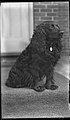 186. Dog at 455 Hunter St., Peterborough, Ont., May 1912 (A) (26430914802).jpg