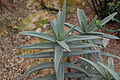 Habitus and Leaves