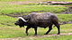 2011-07-13 Африкански bøffel.jpg