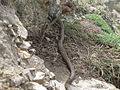 Serpent à la Pointe de Pen-Hir 2