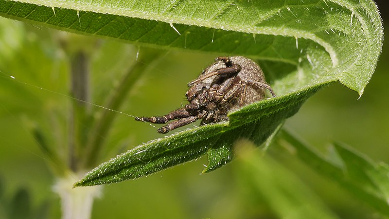 File:2013.05.18.-36-Kirschgartshaeuser Schlaege Mannheim-Krabbenspinne-Xysticus audax-Weibchen.jpg