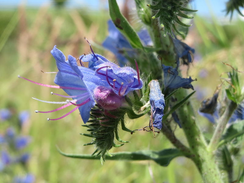 File:20140523Echium vulgare3.jpg