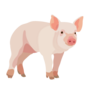 Thumbnail for File:201408 pig.png