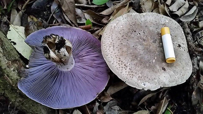 File:2015-03-02 Asproinocybe R. Heim 510519.jpg