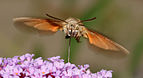 Moro sphinx ou Sphinx colibri ou Sphinx du caille-lait (Macroglossum stellatarum), butinant des fleurs de buddleia de David (Buddleja davidii).