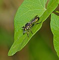 Fransen-Raubfliege - Choerades fimbriata, Männchen