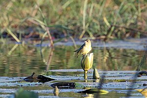 Katanga weaver (Ploceus katangae)