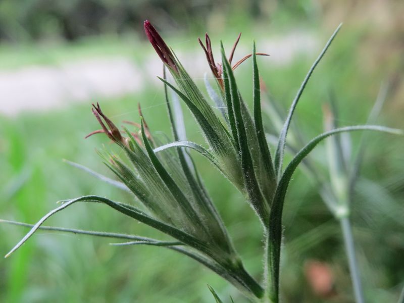 File:20160804Dianthus armeria2.jpg