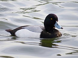 2017-03-24 Aythya marila, male, Killingworth Lake, Northumberland 20.jpg