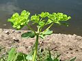 Euphorbia helioscopia