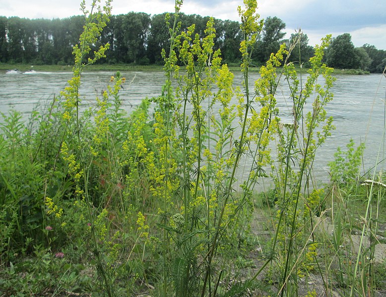 File:20180617Galium verum1.jpg