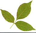 * Nomination Fraxinus. Leaf abaxial side. --Knopik-som 10:54, 8 August 2021 (UTC) * Promotion  Support Good quality. --George Chernilevsky 11:23, 8 August 2021 (UTC)