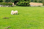 A view of sheep at Cilurnum along Hadrian's Wall in the United Kingdom.