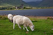 Sheep in front of Kilchurn Castle in Scotland, as viewed from a near layby.