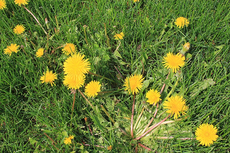 File:2023 Waterdown Dandelion Laslovarga (3).jpg