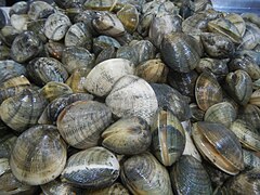 Manila clams