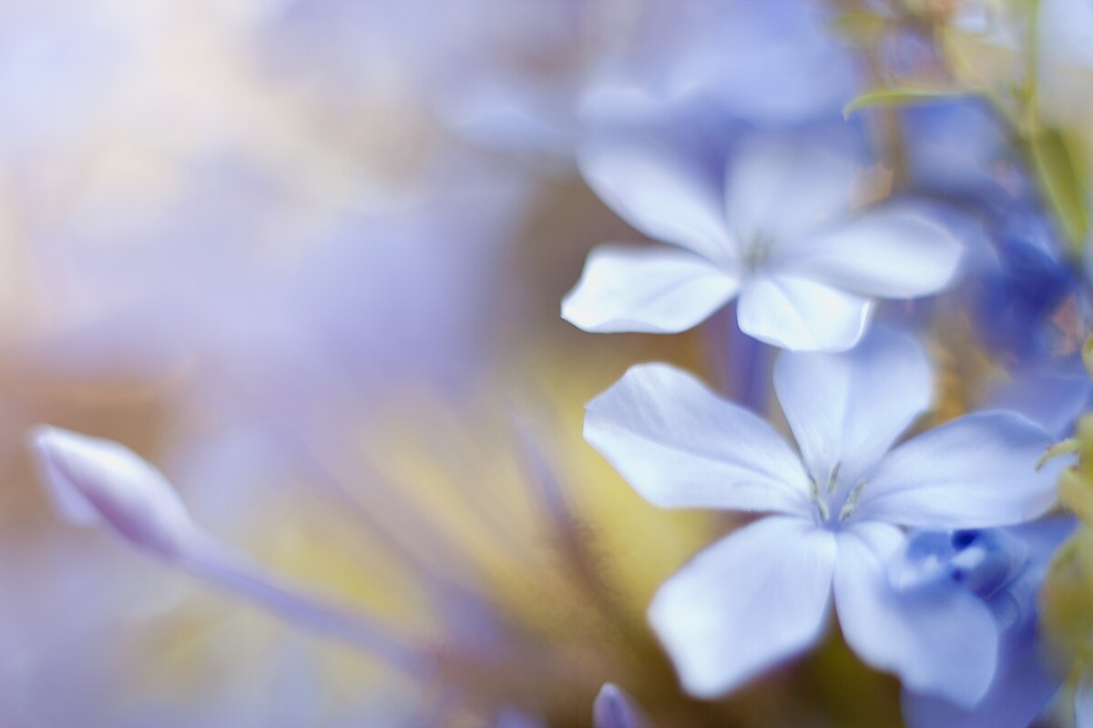 File 230 365 Plumbago Auriculata Flickr Anieto2k Jpg Wikimedia Commons