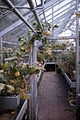 Windfields House, EP Taylor estate greenhouse