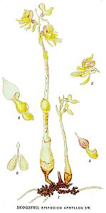 plate 415 Epipogium aphyllum