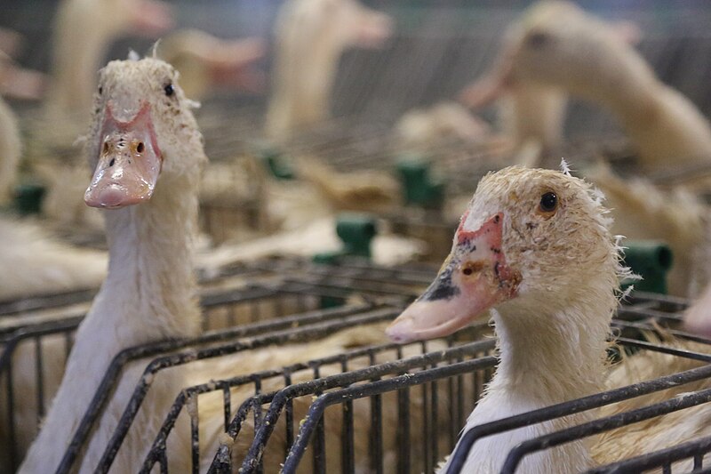 File:53-gavage-foie-gras-cages-individuelles-France-2012.jpg