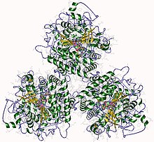 Modèle tridimensionnel de l'enzyme