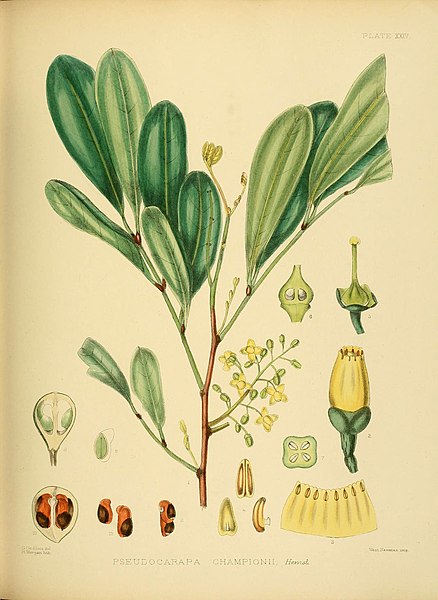 File:A hand-book to the flora of Ceylon (Plate XXIV) (6430640595).jpg