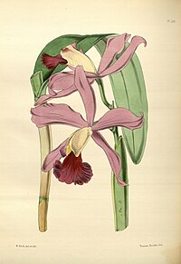 plate 156 Cattleya × elegans