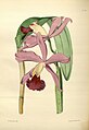 Cattleya × elegans plate 156 in: James Bateman: A Second Century of Orchidaceous Plants London (1867)