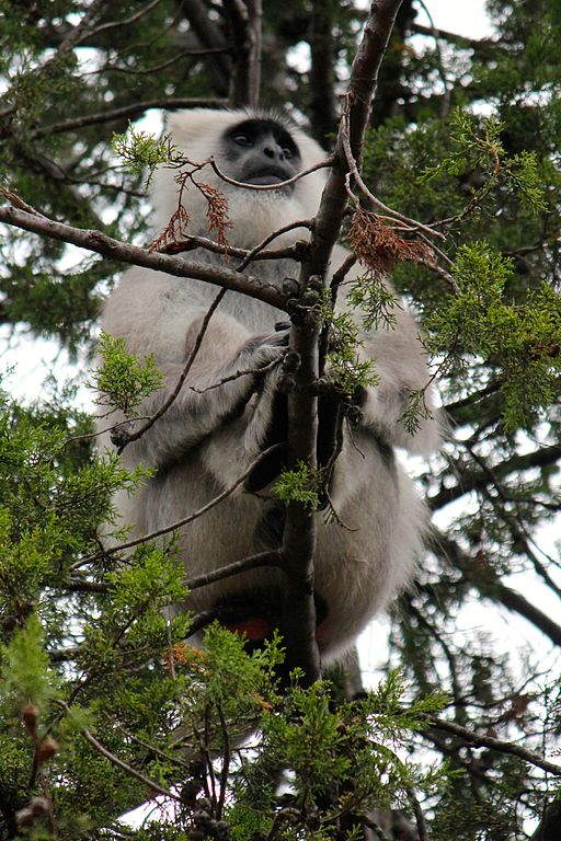 File:A type of Monkey spotted in Jim Corbett National Park, Uttarakhand,   - Wikimedia Commons