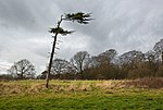 Миниатюра для Файл:A wind vane pine by Red Scar Wood - geograph.org.uk - 3856635.jpg