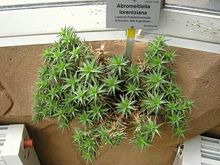 <i>Deuterocohnia lorentziana</i> Species of flowering plant