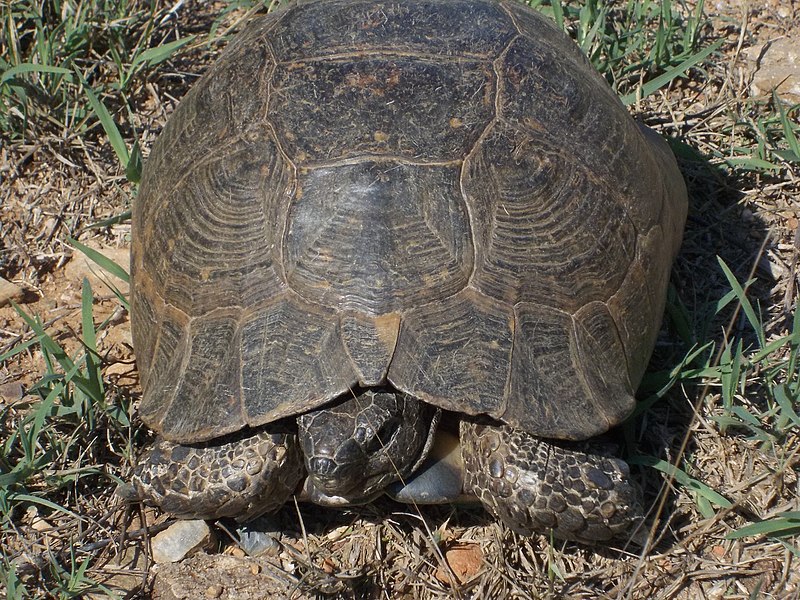 File:Abstieg von Syedra nach Alanya - der Panzer lebt - eine uralte große türkische Landschildschildkröte - panoramio.jpg