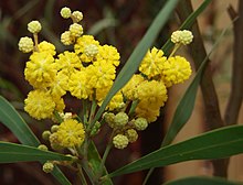 Flowers of Acacia retinodes Acacia retinodes MucBotGard.jpg