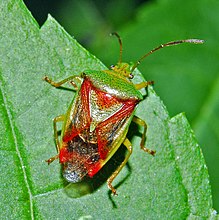 Acanthosomatidae - Elasmostethus interstinctus.JPG