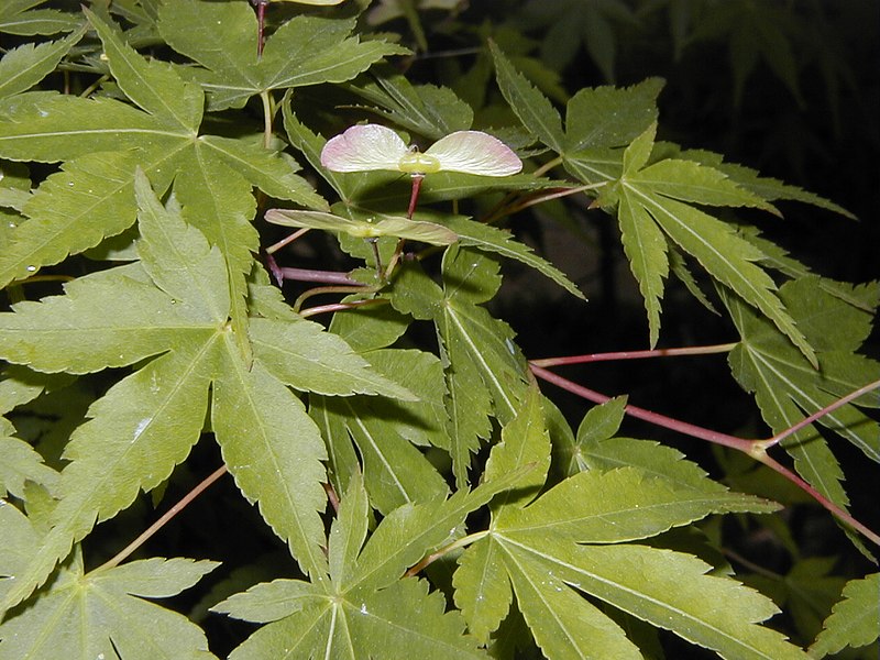 File:Acer palmatum.jpg