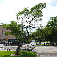 Tatar maple near the central railway station in Helsinki, Finland. Acer tataricum.jpg