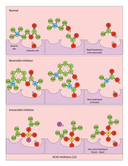 Acetylcholinesterase inhibition