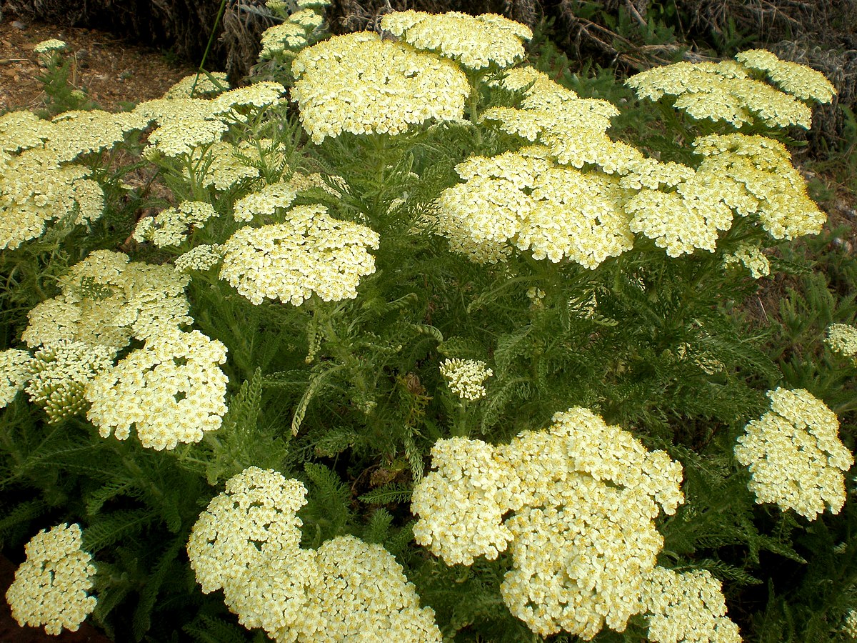 catalogue 123 Achillea  Wikispecies virescens