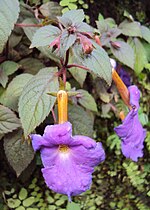 Thumbnail for Achimenes longiflora