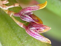 Acianthera papillosa