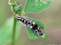 Acronicta rumicis (Linnaeus, 1758)